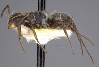 Media type: image;   Entomology 22954 Aspect: habitus lateral view